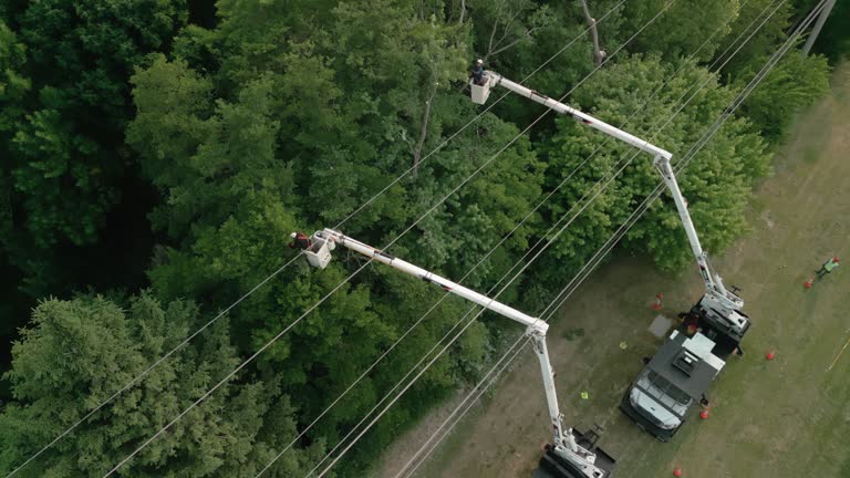 Best Storm Damage Tree Cleanup  in Hampshire, IL